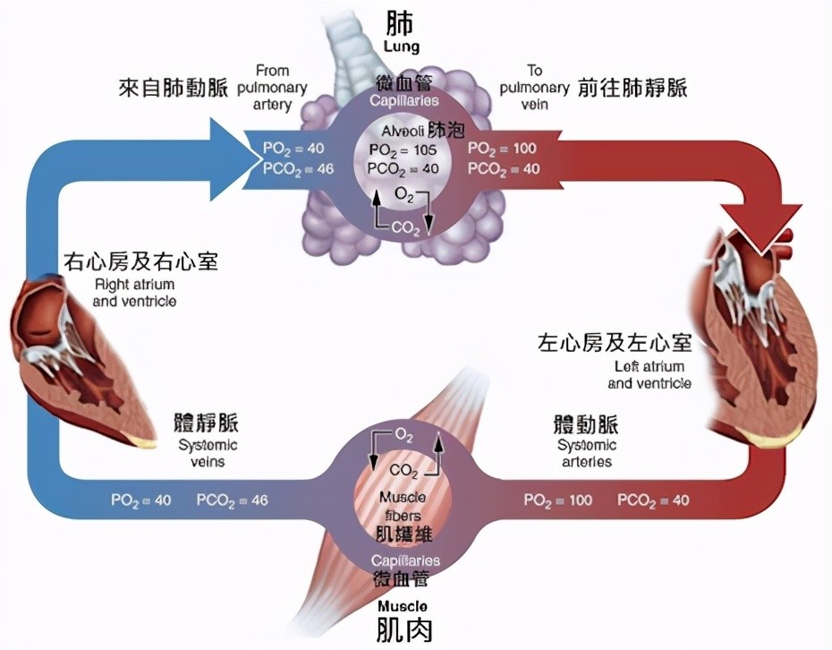 心三聯(lián)與呼三聯(lián)最新版，探索心臟與呼吸領(lǐng)域的創(chuàng)新技術(shù)